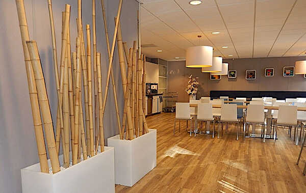 Bamboo Spars - Poles Decoration & Support Natural